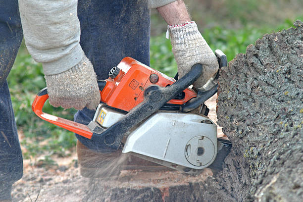 Best Emergency Tree Removal  in Peabody, MA